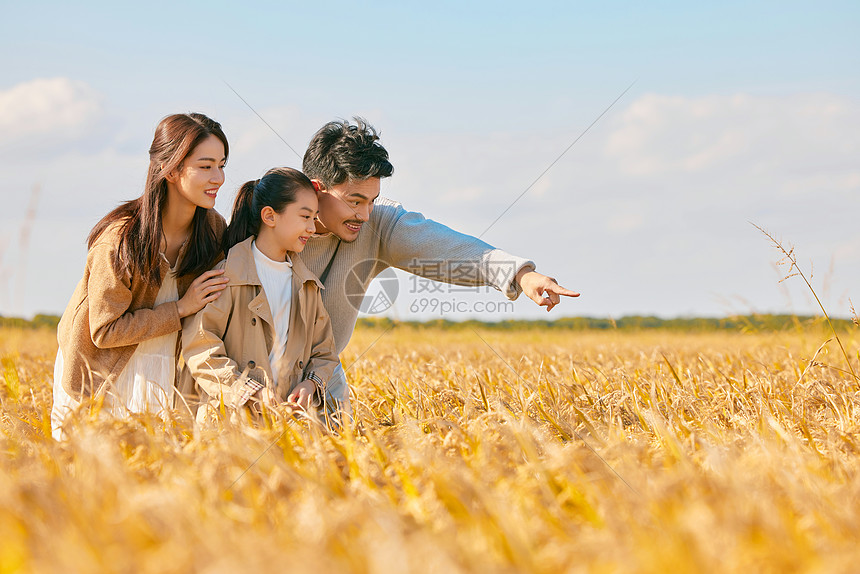 在稻田里散步玩耍的一家人图片