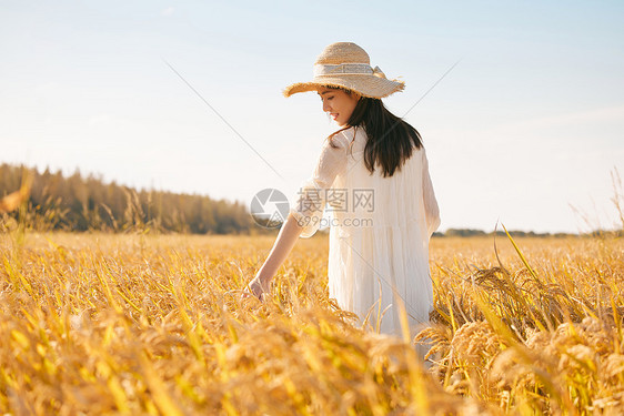 穿着连衣裙走在稻田里的女性图片