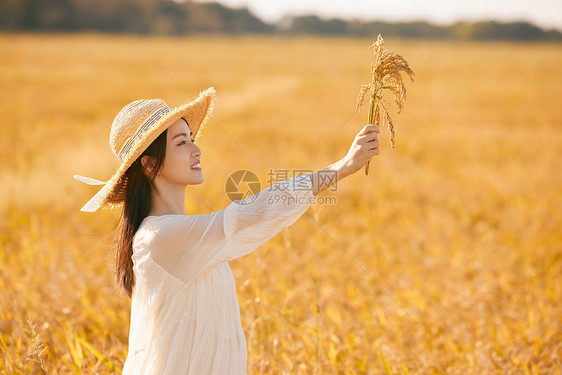 穿着连衣裙走在稻田里的女性图片