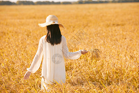 乐在金秋穿着连衣裙走在稻田里的少女背影背景