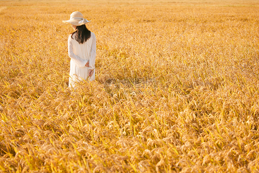 穿着连衣裙走在稻田里的少女背影图片