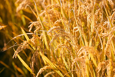 稻田里成熟的稻穗图片