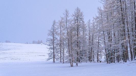 新疆喀纳斯雪景图片