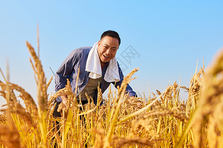 开心农民秋季农民稻田丰收背景