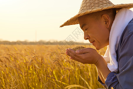 中国农村人物图片,秋天农民丰收闻稻谷香气背景