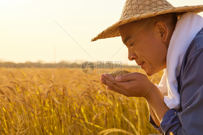 秋天农民丰收闻稻谷香气图片