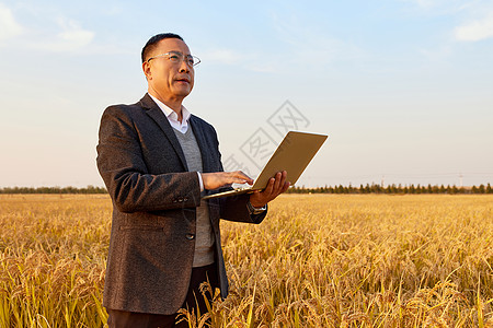 农业科研专家稻田里研究水稻背景图片