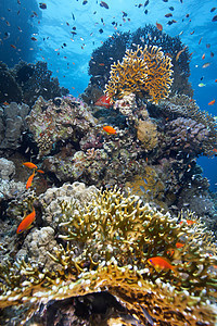 珊瑚礁上的鱼类浅滩背景图片