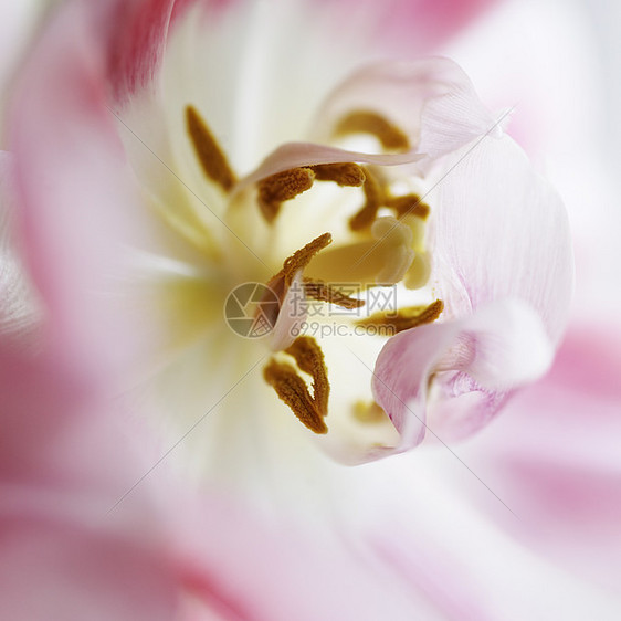 花蕊特写镜头图片