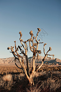 沙漠中的枯树图片