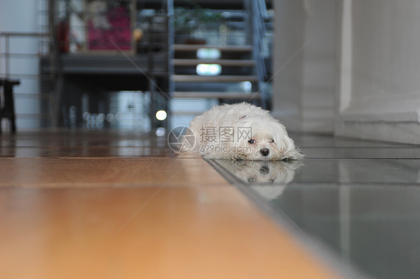 狗躺在地板上图片