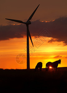 日落时马匹和风涡轮机图片