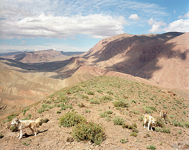 山顶上的牧羊犬图片