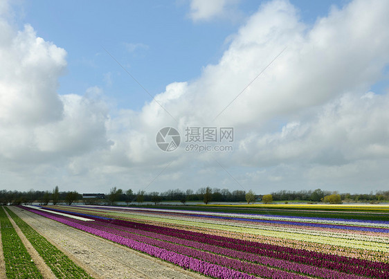 五颜六色的花田图片