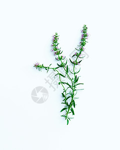 花茎叶图片素材