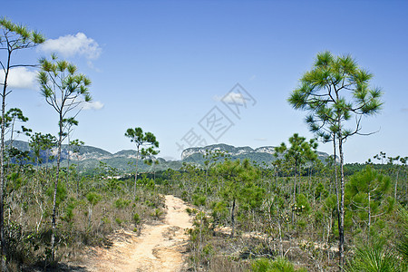 森林中的泥土路径图片