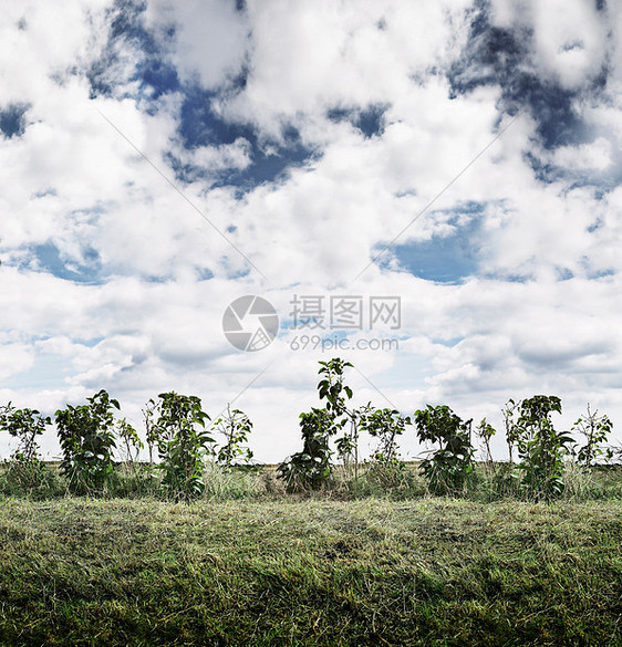 农村地区种植的灌木图片