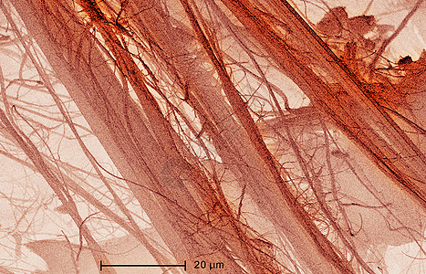石棉电子显微摄影图图片