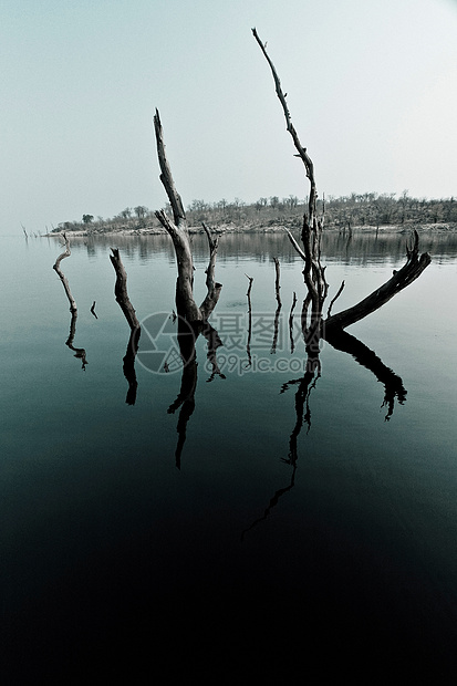 树枝在水中