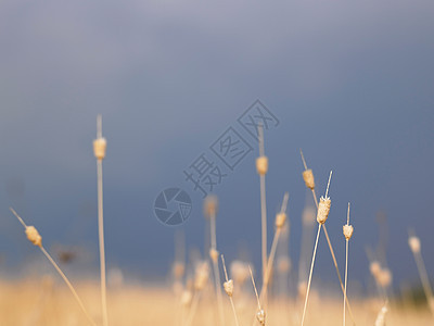 小麦秸秆的特写图片