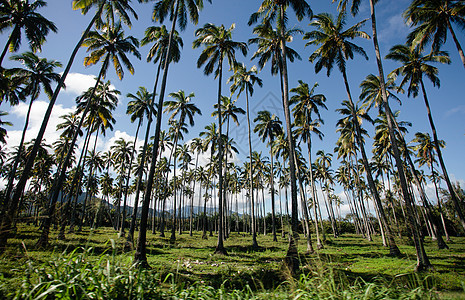绿草地上的棕榈树图片