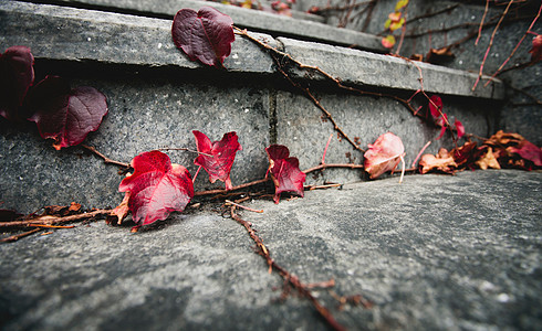 葡萄树上的红叶生长在台阶上图片