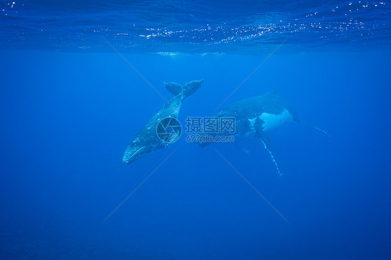 在水下游泳的座头鲸图片