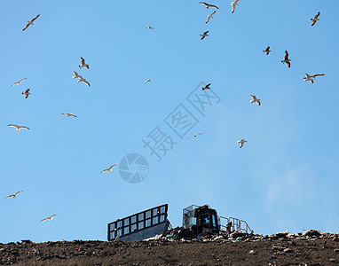 鸟飞过垃圾填埋场图片