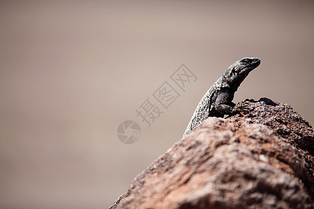 沙漠岩石上的蜥蜴图片