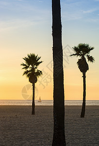 海滩上棕榈树图片