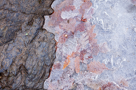 冻在冰层中的叶子图片