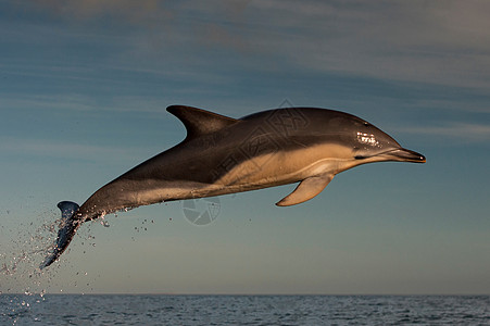 海豚跳过水面图片