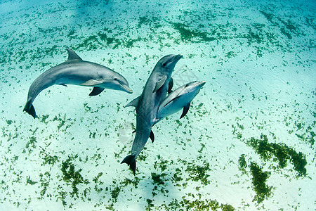 在水中游泳的海豚图片