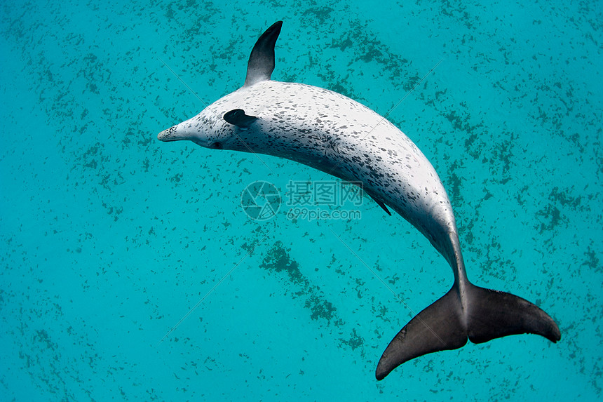海豚在水中游泳图片