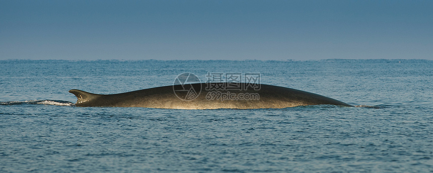 海水中的鱼鳍鲸图片