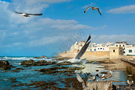 海鸥飞过岩石滩图片