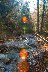 阳光照耀着森林中的岩石小溪图片