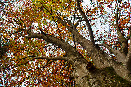 秋天里的树木图片