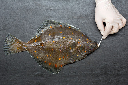 用棉签给鱼类取样图片