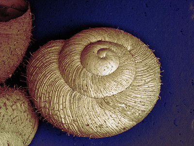 显微镜下的蜗牛图片