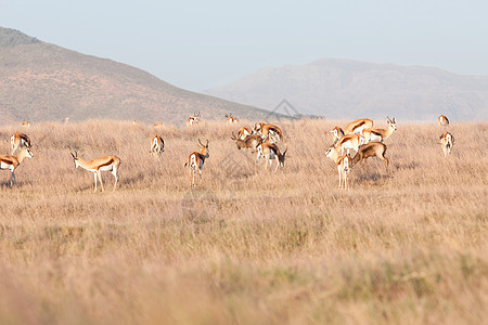 南非斯泰伦博什野生动物园图片