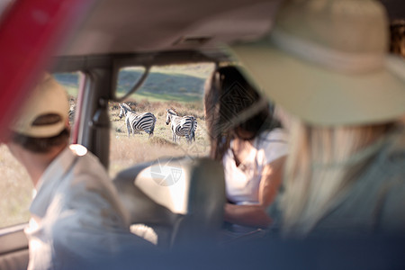 人与动物在南非通过车窗看野生动物的人背景