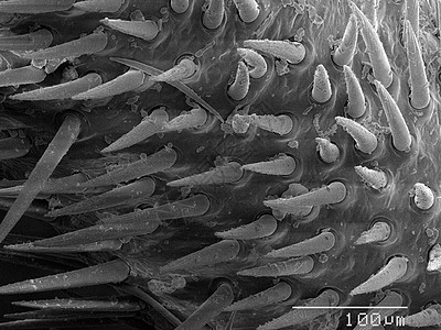 显微镜下的蝉标本图片
