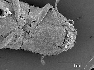 显微镜下的甲虫标本图片