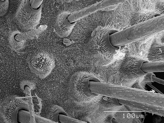 显微镜下的飞蛾标本图片