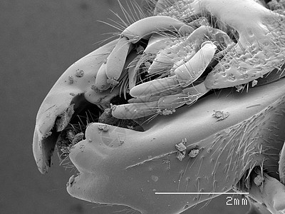 显微镜下的甲虫标本图片