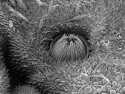 显微镜下的飞蛾标本背景图片