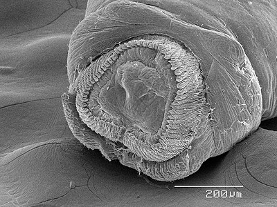 显微镜下的飞虫标本图片