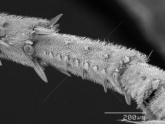 显微镜下的黄蜂标本图片