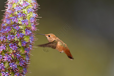 蜂鸟从花中吸取花蜜图片